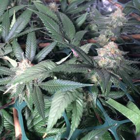 Sensi Skunk x Jamaica (Pegas) regular Ganja Seeds