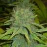 заказать качественные семена конопли Dr. Jekill feminised Kannabia Seeds заказать качественные семена конопли Dr. Jekill feminised Kannabia Seeds