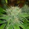 заказать на сайте семена конопли Dr. Jekill feminised Kannabia Seeds заказать на сайте семена конопли Dr. Jekill feminised Kannabia Seeds