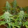 где можно заказать семена конопли Dr. Jekill feminised Kannabia Seeds где можно заказать семена конопли Dr. Jekill feminised Kannabia Seeds