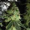заказ семян конопли Москва Sour Tangie feminised Reserva Privada