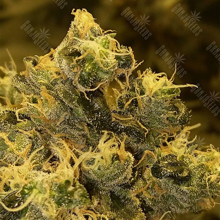 купить семена конопли Sour Tangie feminised Reserva Privada