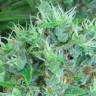 семена конопли в фирменной упаковке Kali Mist regular Serious Seeds семена конопли в фирменной упаковке Kali Mist regular Serious Seeds