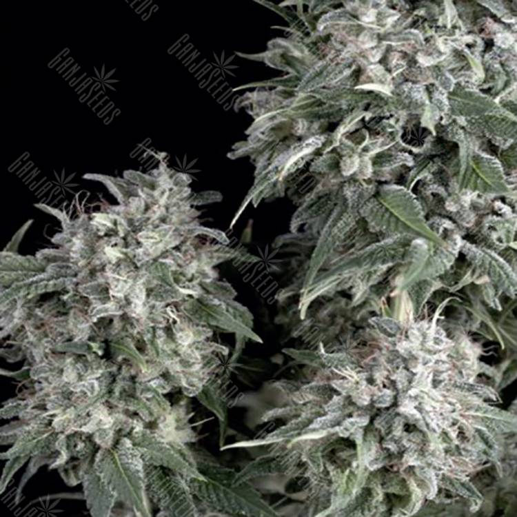 заказ семян конопли Спб White Widow feminised Trikoma Seeds заказ семян конопли Спб White Widow feminised Trikoma Seeds