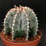 Семена кактуса Astrophytum asterias x ornatum Семена кактуса Astrophytum asterias x ornatum