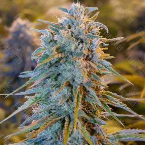 Auto Blue Dream feminised GanjaLiveSeeds