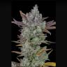Auto Gorilla Cookies feminised Ganja Seeds Auto Gorilla Cookies feminised Ganja Seeds