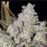 Auto Gorilla Cookies feminised Ganja Seeds Auto Gorilla Cookies feminised Ganja Seeds