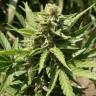 семена конопли сорта сатива Auto Acid regular семена конопли сорта сатива Auto Acid regular
