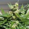 качественные семена конопли Auto Afghani regular качественные семена конопли Auto Afghani regular