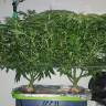 заказать на сайте семена конопли Afghan Haze feminised заказать на сайте семена конопли Afghan Haze feminised