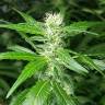 семена конопли Afghan Haze feminised семена конопли Afghan Haze feminised