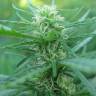 заказ семян конопли Москва Afghan Haze feminised заказ семян конопли Москва Afghan Haze feminised