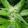 семена культурной конопли купить Afghan Haze feminised семена культурной конопли купить Afghan Haze feminised
