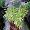 семена культурной конопли купить Auto Sweet Tooth feminised Barneys Farm семена культурной конопли купить Auto Sweet Tooth feminised Barneys Farm