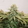 качественные семена конопли HiFi 4G feminised Dutch Passion Seeds качественные семена конопли HiFi 4G feminised Dutch Passion Seeds