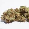 семена конопли в оригинальных упаковках HiFi 4G feminised Dutch Passion Seeds семена конопли в оригинальных упаковках HiFi 4G feminised Dutch Passion Seeds
