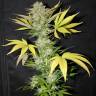 заказать на сайте семена конопли Pure AK feminised Female Seeds заказать на сайте семена конопли Pure AK feminised Female Seeds