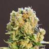 конопля семена сорта заказать Diesel Glue feminised Kannabia Seeds