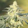 семена индийской конопли Diesel Glue feminised Kannabia Seeds
