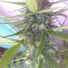 семена конопли в России Diesel Glue feminised Kannabia Seeds