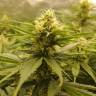заказать на сайте семена конопли Wonder Woman feminised Nirvana Seeds