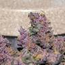 Недорогие семена конопли Auto Bloody Skunk feminised GanjaLiveSeeds Недорогие семена конопли Auto Bloody Skunk feminised GanjaLiveSeeds