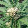 качественные семена конопли Auto Somango regular качественные семена конопли Auto Somango regular