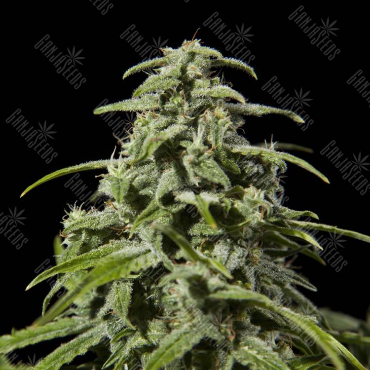 заказ семян конопли Спб Early Skunk x AK feminised заказ семян конопли Спб Early Skunk x AK feminised
