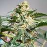 семена конопли автоцвет Auto Snow Ryder regular семена конопли автоцвет Auto Snow Ryder regular