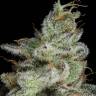 семена конопли интернет магазин Auto Snow Ryder regular семена конопли интернет магазин Auto Snow Ryder regular