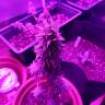 семена конопли интернет магазин Auto AK 49 feminised Ganja Seeds семена конопли интернет магазин Auto AK 49 feminised Ganja Seeds