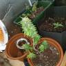 семена конопли в фирменной упаковке Auto AK 49 feminised Ganja Seeds семена конопли в фирменной упаковке Auto AK 49 feminised Ganja Seeds