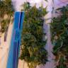 семена конопли с доставкой Auto AK 49 feminised Ganja Seeds семена конопли с доставкой Auto AK 49 feminised Ganja Seeds