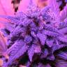 где можно заказать семена конопли Blue feminised где можно заказать семена конопли Blue feminised
