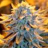заказ семян конопли Москва Blue feminised заказ семян конопли Москва Blue feminised