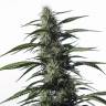 семена конопли медицинской Auto Medical CBD feminised