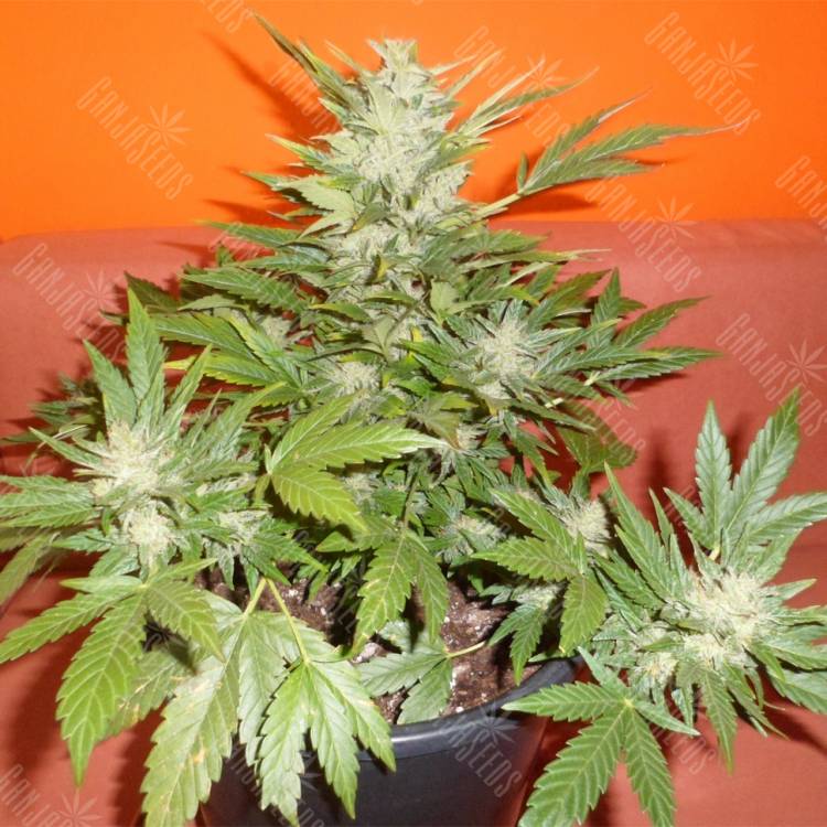 семена конопли курьером Auto Buddha Red Dwarf feminised Buddha Seeds семена конопли курьером Auto Buddha Red Dwarf feminised Buddha Seeds