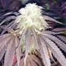 семена конопли наложенным платежом Mokum's Tulip feminised Dutch Passion Seeds семена конопли наложенным платежом Mokum's Tulip feminised Dutch Passion Seeds