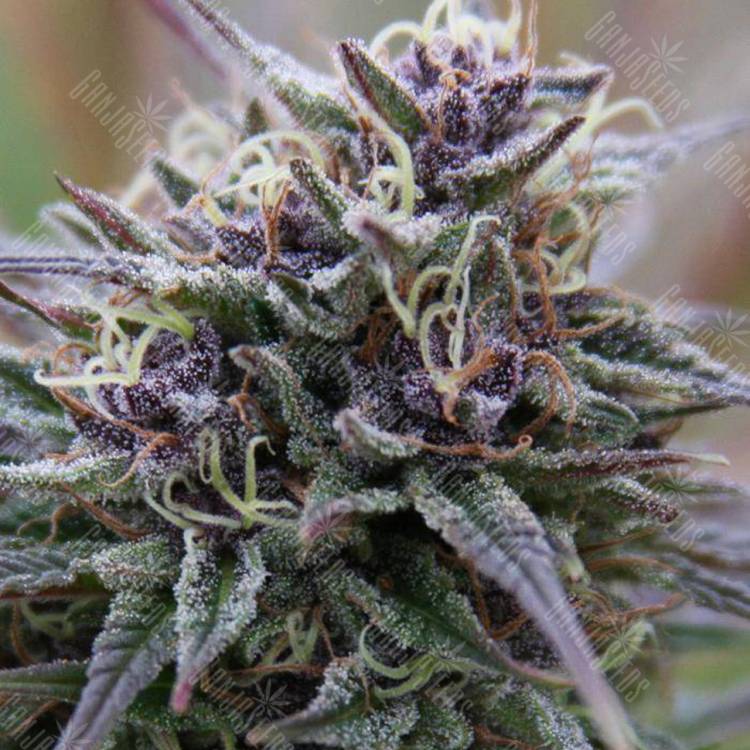 где можно заказать семена конопли Purple Maroc feminised Female Seeds где можно заказать семена конопли Purple Maroc feminised Female Seeds