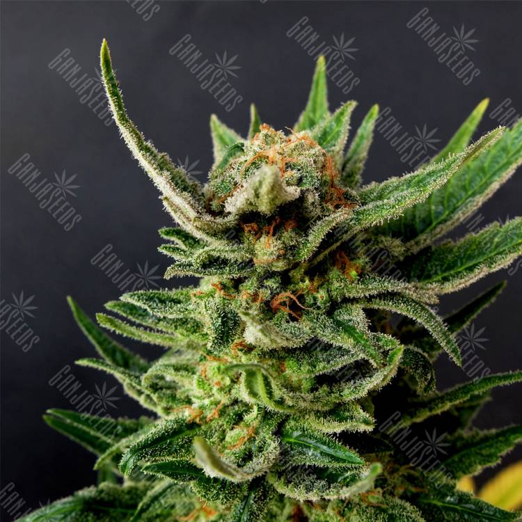 семена конопли в России Gypsy Kush feminised Kannabia Seeds семена конопли в России Gypsy Kush feminised Kannabia Seeds