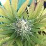 семена конопли индика Gypsy Kush feminised Kannabia Seeds семена конопли индика Gypsy Kush feminised Kannabia Seeds