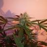 семена конопли для выращивания Gypsy Kush feminised Kannabia Seeds семена конопли для выращивания Gypsy Kush feminised Kannabia Seeds