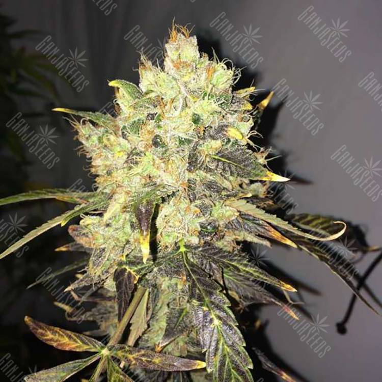 где можно заказать семена конопли Supreme CBD Durban feminised Nirvana Seeds где можно заказать семена конопли Supreme CBD Durban feminised Nirvana Seeds