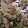 Auto Big Devil feminised GanjaLiveSeeds Auto Big Devil feminised GanjaLiveSeeds