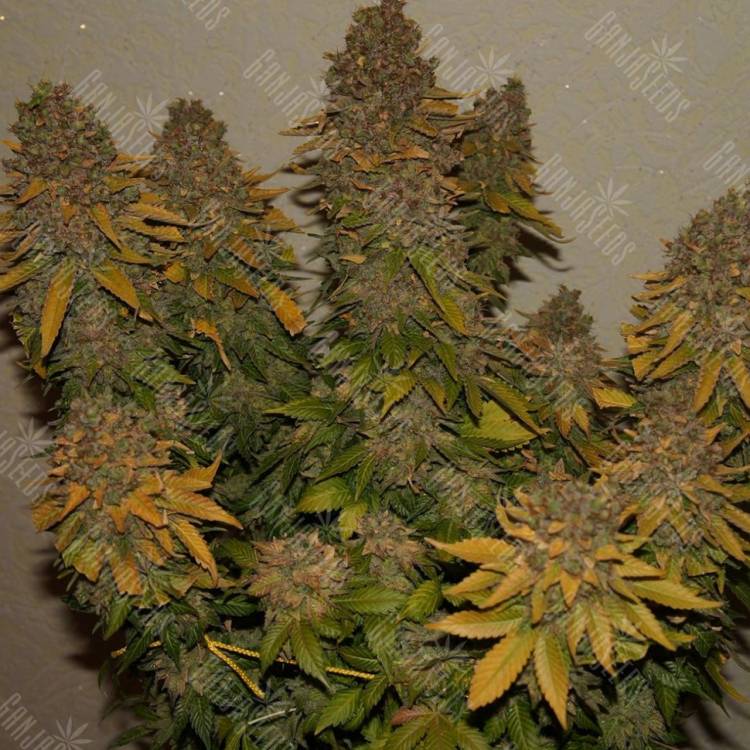 заказать семена конопли G13 Skunk feminised заказать семена конопли G13 Skunk feminised