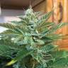 семена конопли дешево Auto Blue Diesel regular семена конопли дешево Auto Blue Diesel regular