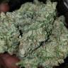 семена конопли интернет магазин Auto Blue Diesel regular семена конопли интернет магазин Auto Blue Diesel regular