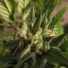 семена конопли аутдор Argali feminised Bang Seeds