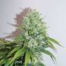 семена конопли курьером 30st Anniversary Mix feminised Dutch Passion Seeds семена конопли курьером 30st Anniversary Mix feminised Dutch Passion Seeds